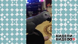 Попугай Тимоша, звезда соцсетей. Видели видео? Фрагмент выпуска от 27.10.2019