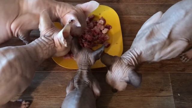 Кормлю Сфинксов ❤️? #сфинксы #котики