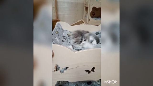 кошечка хайленд страйт голубой биколор смотреть онлайн