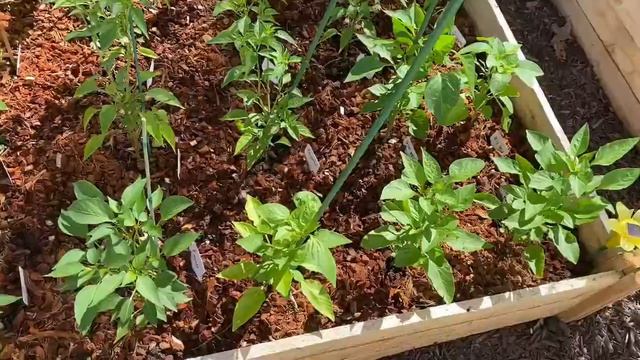Week 3 Full Garden Tour #backyardgardening  #nyc #urbangardening