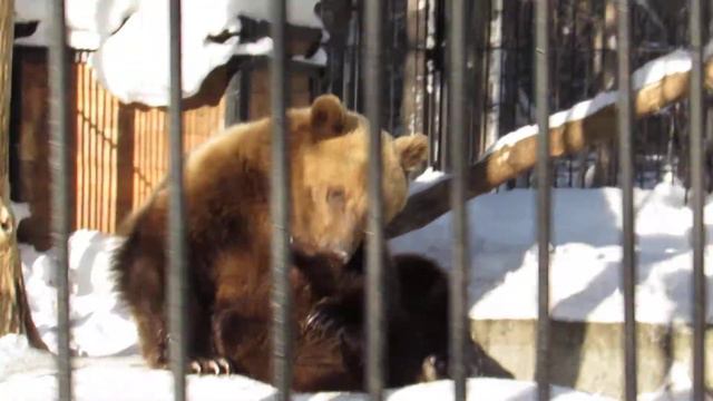 Алтай сосёт лапу 03.02.18 смотреть онлайн