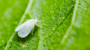 Как выглядит белокрылка и как от нее избавиться?