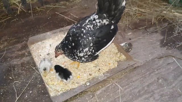 Карликовые курочки, бентамки. Первый вывод цыплят. смотреть онлайн