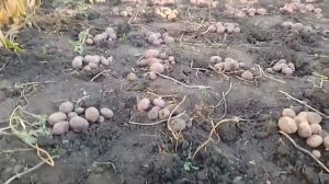 Сбор урожая картофеля Черный принц и Розовая принцесса.