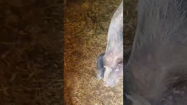 Руслан Гительман балдёж смотреть онлайн