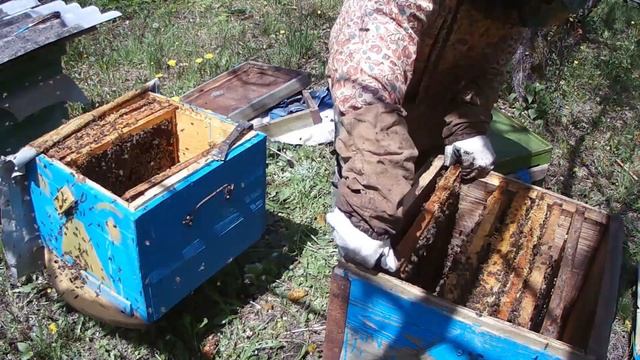 ПРО ПЧЁЛ МАЙ ДЕЛЕНИЕ СЕМЬИ смотреть онлайн