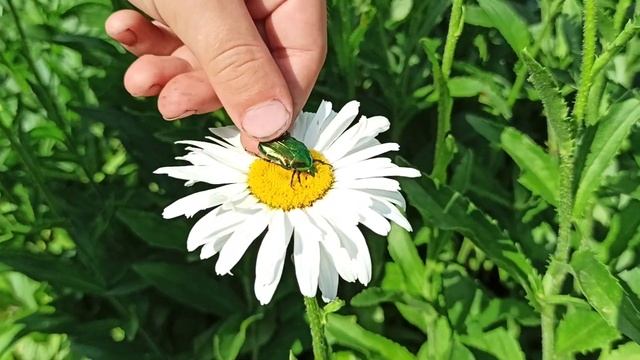 ЖУК Бронзовка. ЖУКИ КРАСНОЙ КНИГИ!!! смотреть онлайн