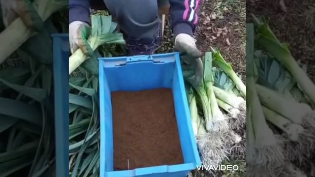 Лук порей, показываю, как мы его храним зимой, Мордовия смотреть онлайн