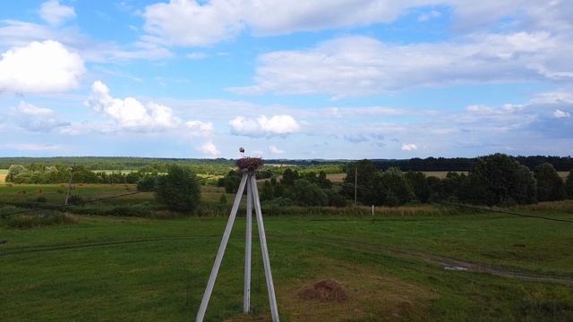 Аист с аистёнком!