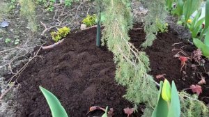 Можжевельник Хорстманн - отличный прирост хвои