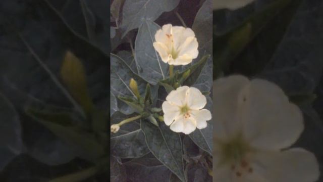 особенные цветы смотреть онлайн