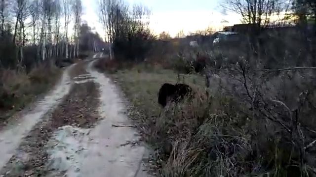 Сегодняшняя прогулка Хонды смотреть онлайн