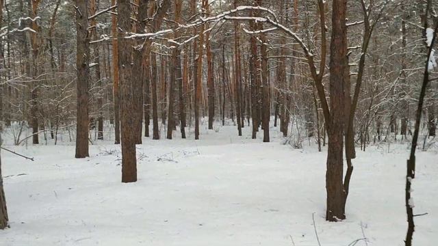 Прогулка зимним лесом, стихи. смотреть онлайн