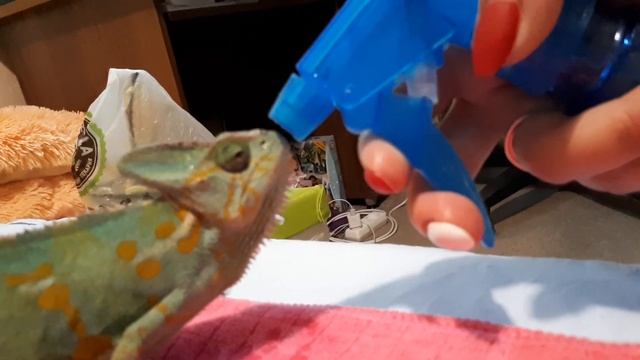 Йеменский Хамелеон Глафира.Роды и их особенности.Рекомендации? смотреть онлайн