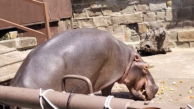 Сочи. Новая Мацеста. Аквариум. 3-я часть. Бегемот Фрида. (31 июля 2022 г.) смотреть онлайн