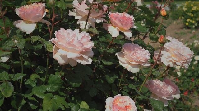 Matthias Meilland presents rose Princesse Charlène de Monaco®️ MEIdysouk смотреть онлайн