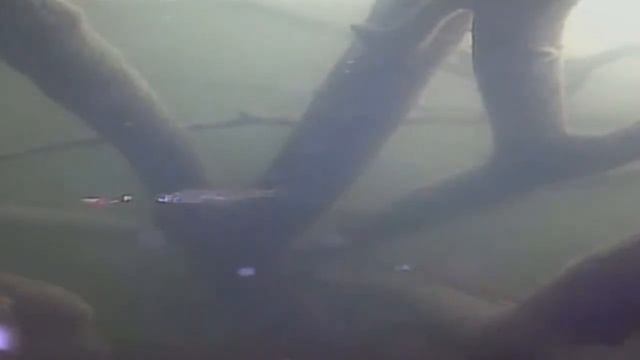 Пробная съёмка под водой. Подводная камера с али с функцией записи Eyoyo 1000tvl