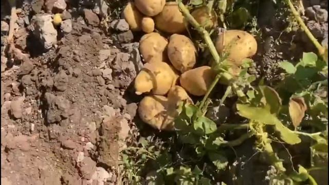 Картофель SORAYA NN (Сорая)-Урожай удался!