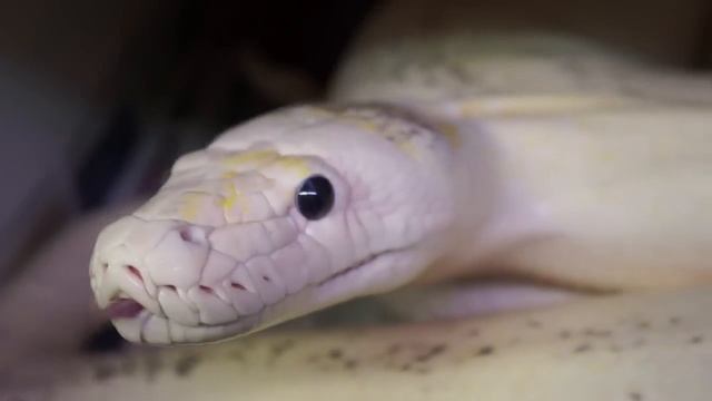 Big Ivory Reticulated Python Female..... смотреть онлайн