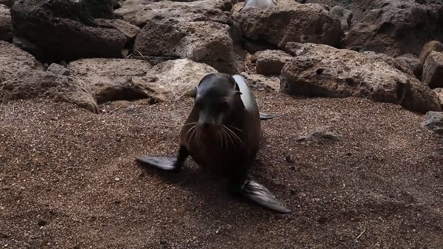 Детёныш Морского Льва / Sea Lion смотреть онлайн