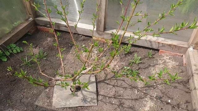 Зацвел персик  Белые тюльпаны