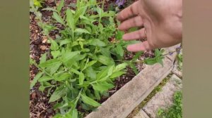 Летняя обрезка шалфея дубравного.