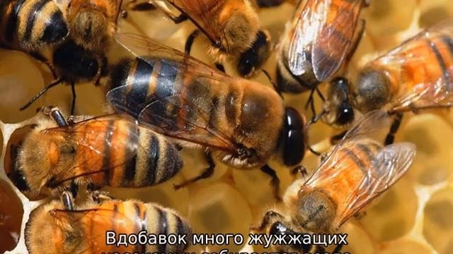Пчелы сидят на прилетной доске и ничего не делают смотреть онлайн