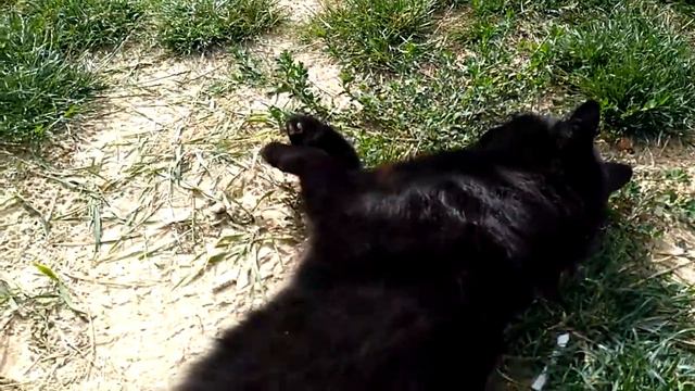 Кот Том, Чижовка, Новоград - Волынский район, 26.07.17 смотреть онлайн