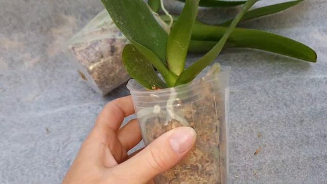 ПРИЕХАЛИ ИНТЕРЕСНЫЕ ОРХИДЕИ???ОТКРЫВАЮ ПОСЫЛОЧКУ НА СВЕЖЕМ ВОЗДУХЕ смотреть онлайн