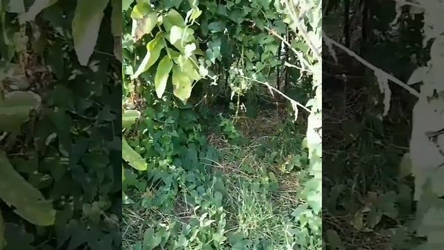 Лесные находки _ Теремок _ ))).mp4 смотреть онлайн