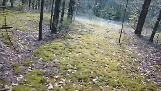 Собираю грибы и кладу в пасть