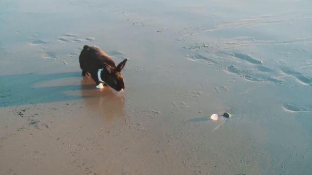 Rabbit Goes to the Beach! смотреть онлайн