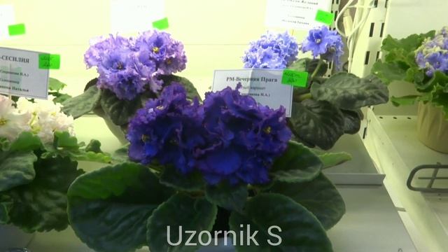 Дом Фиалки. Региональные коллекционеры 31.07 - 10.08.2020. Аналог выставки. смотреть онлайн