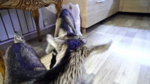 Козлята  Смешные малыши. Как назвать козлят?