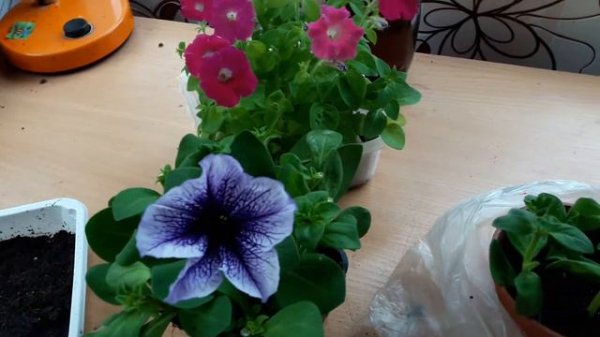 ЧЕРЕНКИ ПЕТУНИЙ ЗАЦВЕЛИ!!! что делать дальше???