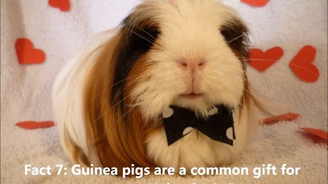 Funny Facts in England: A True or False Quiz about English culture смотреть онлайн