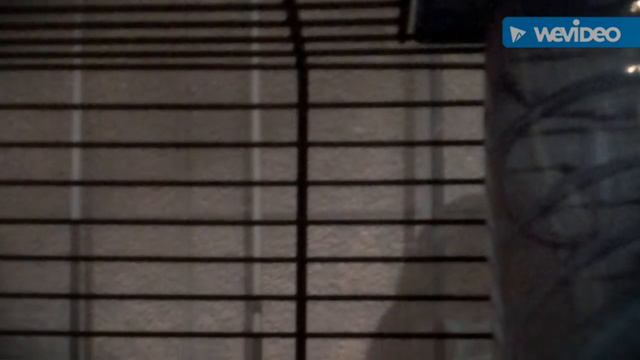 Мои любимые животные влог бастер шуточка смотреть онлайн