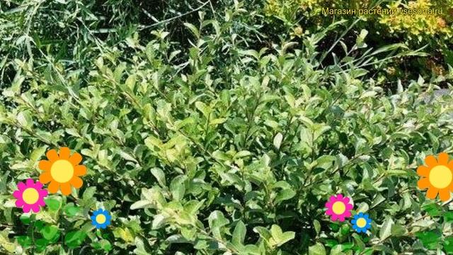 Ива ползучая Грин Карпет. Краткий обзор, описание характеристик salix repens Green Carpet смотреть онлайн