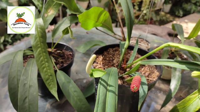 anthurium bakeri смотреть онлайн