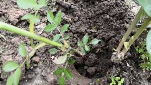 Как не спутать базальный побег и дичок у розы?