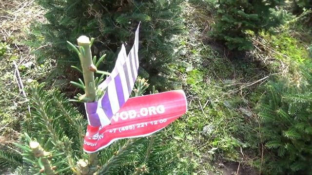 Пихта Фразера в кадке 27039 смотреть онлайн