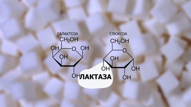 ПОЧЕМУ мы так любим сладкое? УГЛЕВОДЫ | ЕГЭ Биология 2023 смотреть онлайн