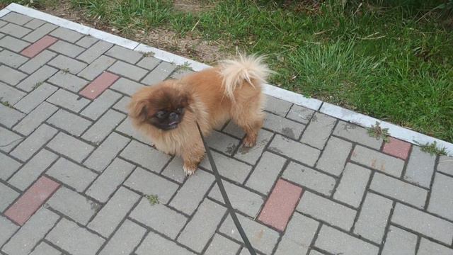 Пекинес Дендик на прогулке смотреть онлайн