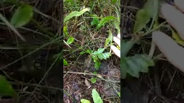 Посадка дубов в честь пробуждения Веры смотреть онлайн