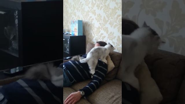 Кошачий массаж смотреть онлайн