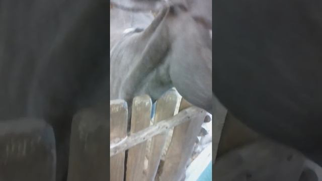 В контактном зоопарке 3 раз.VLOG:хожу с бабушкой и братом в контактный зоопарк на площади Калинина. смотреть онлайн