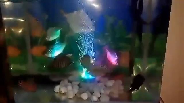 My Aquarium setup 5 смотреть онлайн