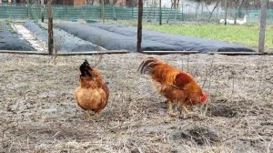 Порода кур Нью-Гемпшир .Особенности содержания молодняка на племя. Яйценоскость, насесты ,петухи .