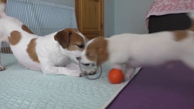 Puppy 7 weeks. Puppy day. Puppy Jack Russell Terrier / funny dog / funny puppies смотреть онлайн