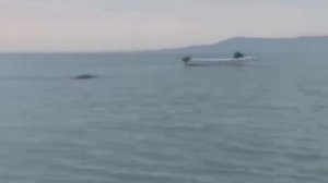 Мифическое существо Лохнесское чудовище, снятое на камеру